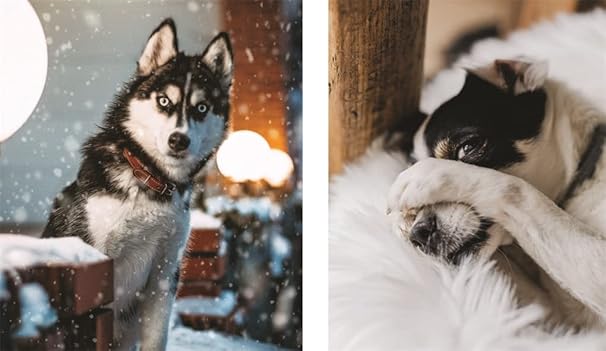 This Book Is Literally Just Pictures of Animals Silently Judging You