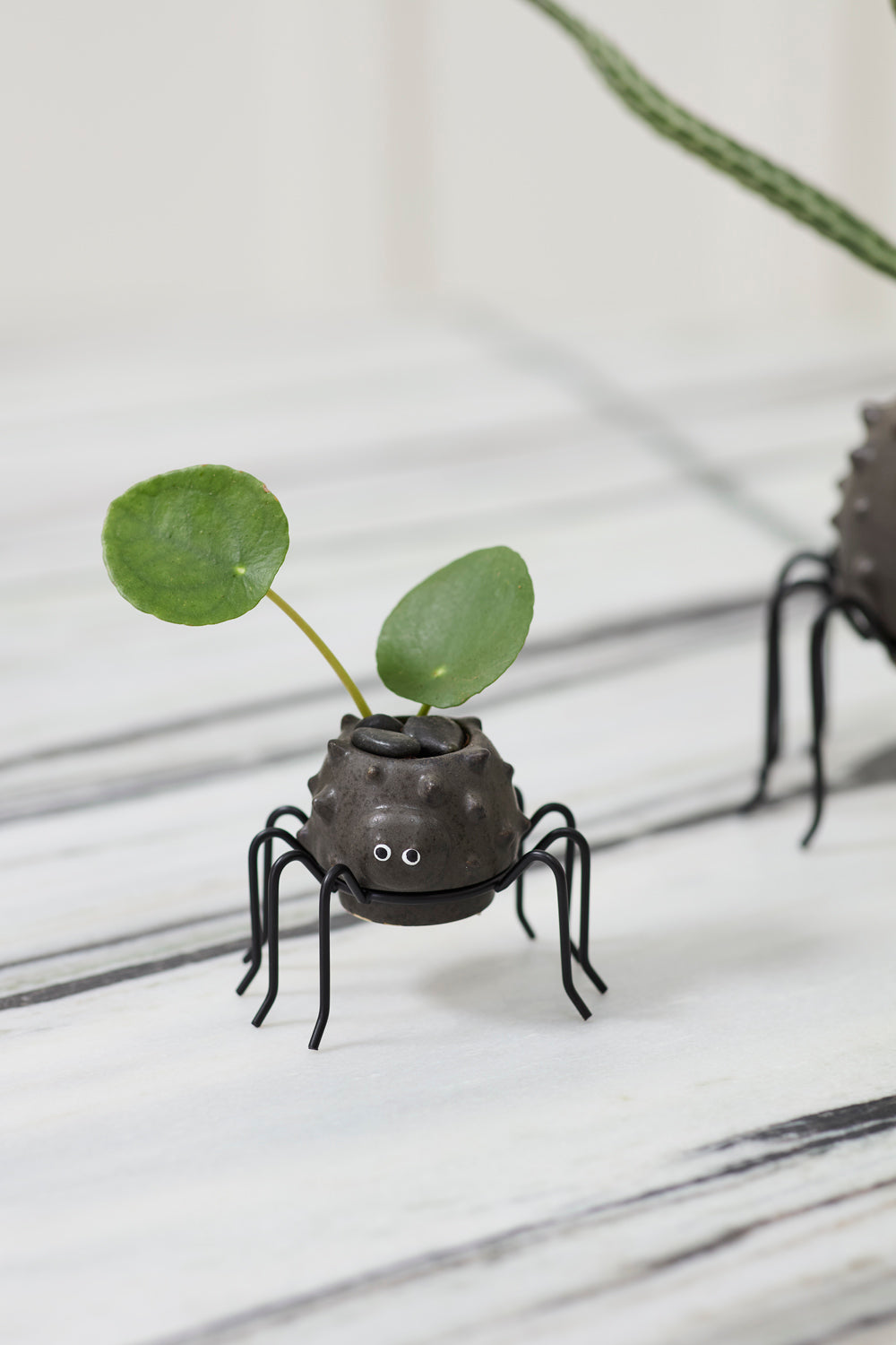 Silly Spider Pot