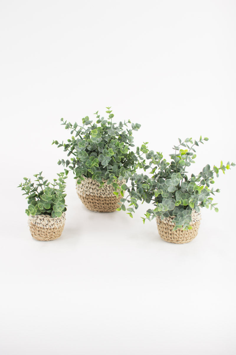 EUCALYPTUS PLANT IN WOVEN BASKET