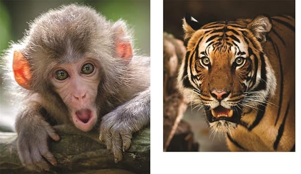 This Book Is Literally Just Pictures of Animals Silently Judging You