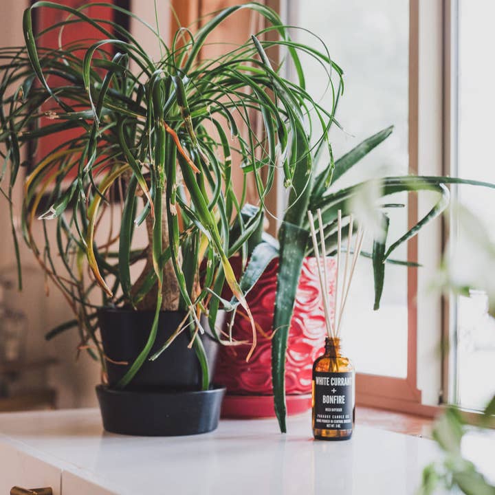 WHITE CURRANT + BONFIRE DIFFUSER